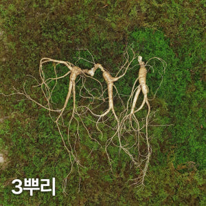 7,8년근 최상품 3뿌리 산양산삼 산양삼 장뇌삼 장뇌산삼 맛있게 먹은 솔직 후기 - 상품 이미지 1