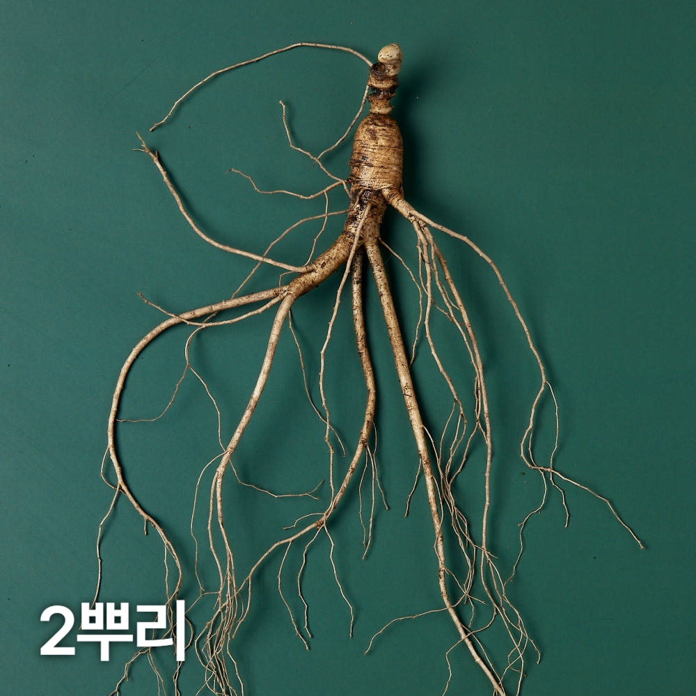 10년근 산양산삼 2뿌리 산양삼 장뇌삼
