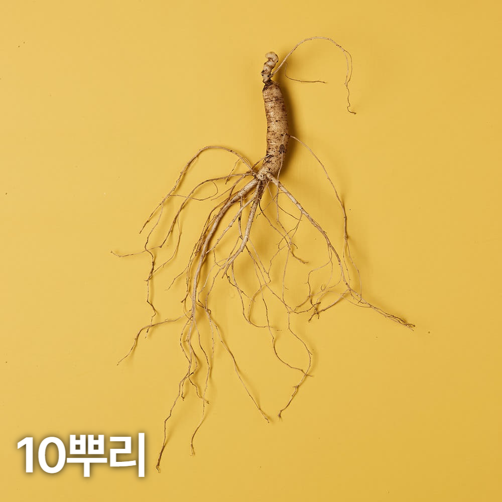 5,6년근 산양산삼 10뿌리 산양삼 장뇌삼