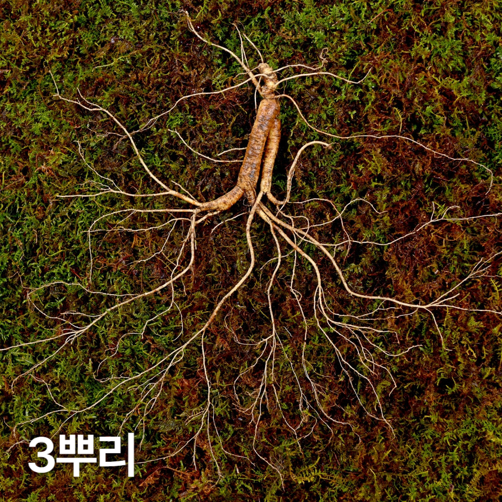 12,15년근 야생삼 3뿌리 산양산삼 산양삼 장뇌삼