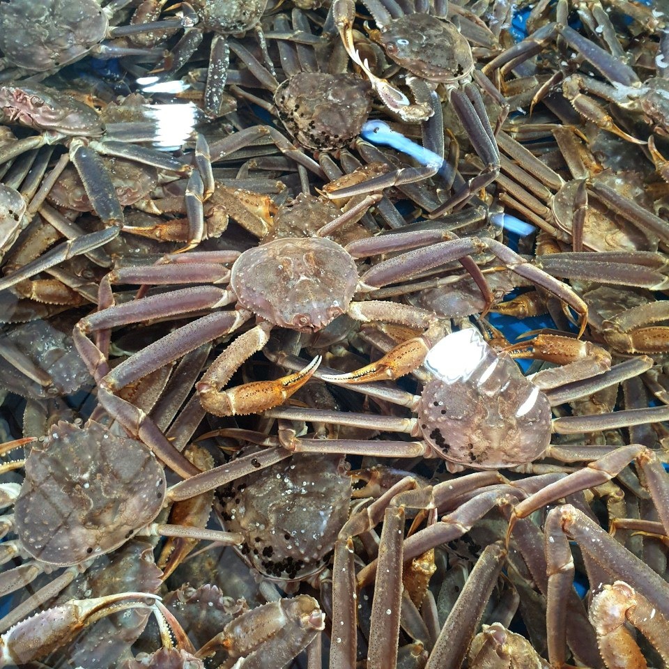 러시아 마가단 프리모리 활 대게 2kg 3kg 1-3미 내외 특 S급 선별배송 - 상품 이미지