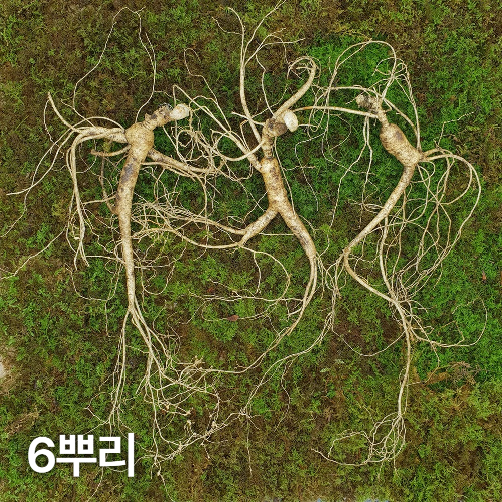 10년근 최상품 산양산삼 6뿌리 산양삼 장뇌삼