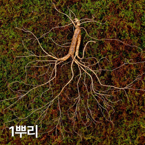 12,15년근 야생삼 1뿌리 산양산삼 산양삼 장뇌삼 장뇌산삼 맛있게 먹은 솔직 후기 - 상품 이미지 1