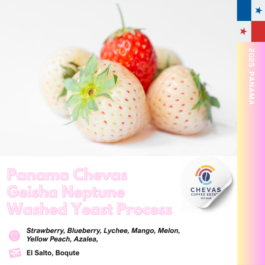 파나마 체바스 냅튠 워시드 이스트 프로세스