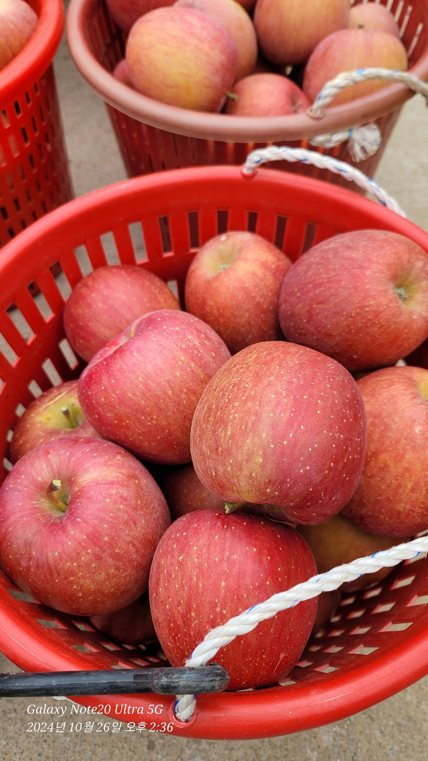새콤달콤 맛있는 빨간사과 경북 햇 홍로 사과 3kg 4kg 5kg
