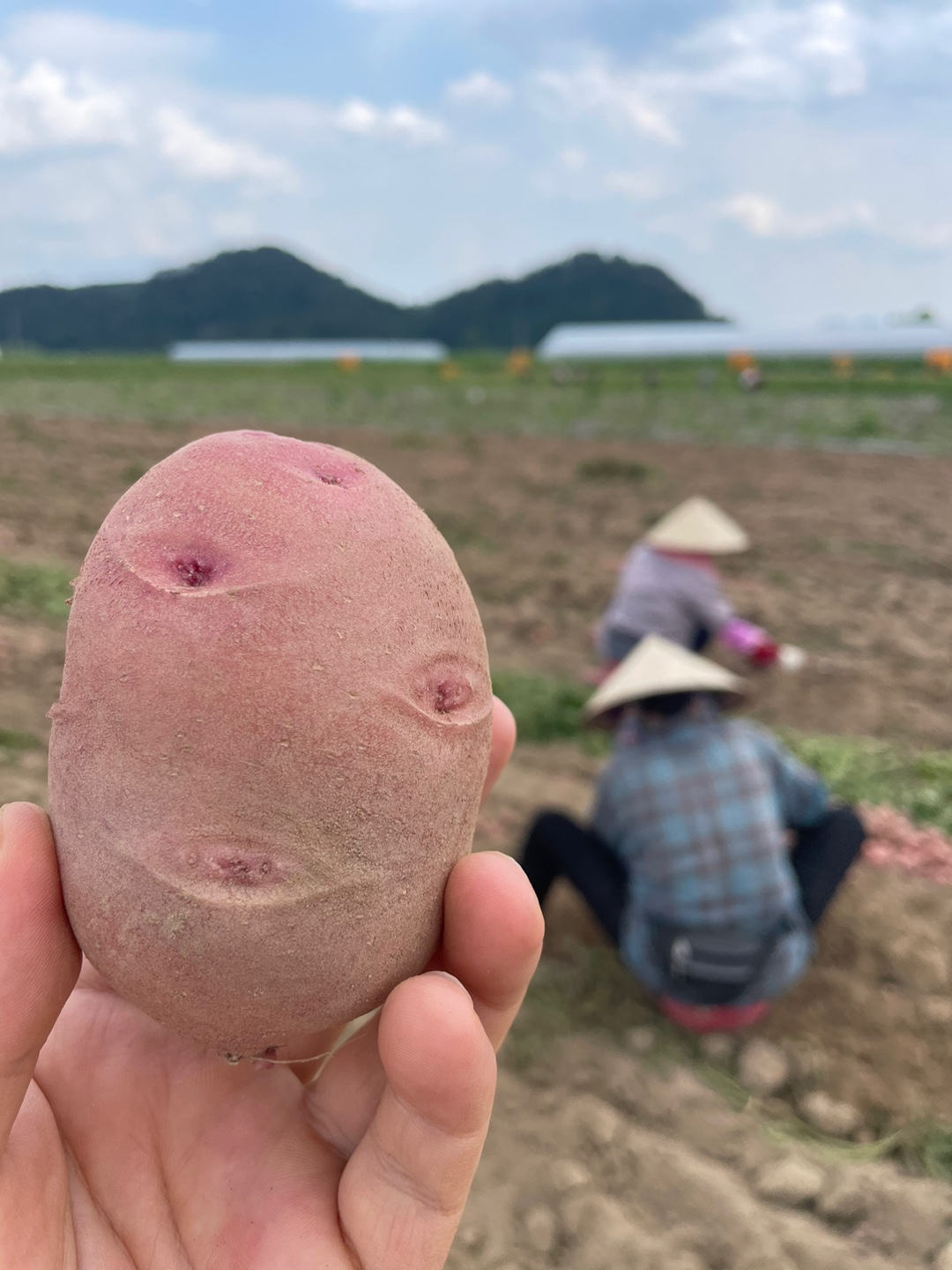 100% 당일수확 햇 홍감자 포슬포슬 쩌먹는 카스테라감자 1.5kg 3kg 5kg 산지직송 이미지 6