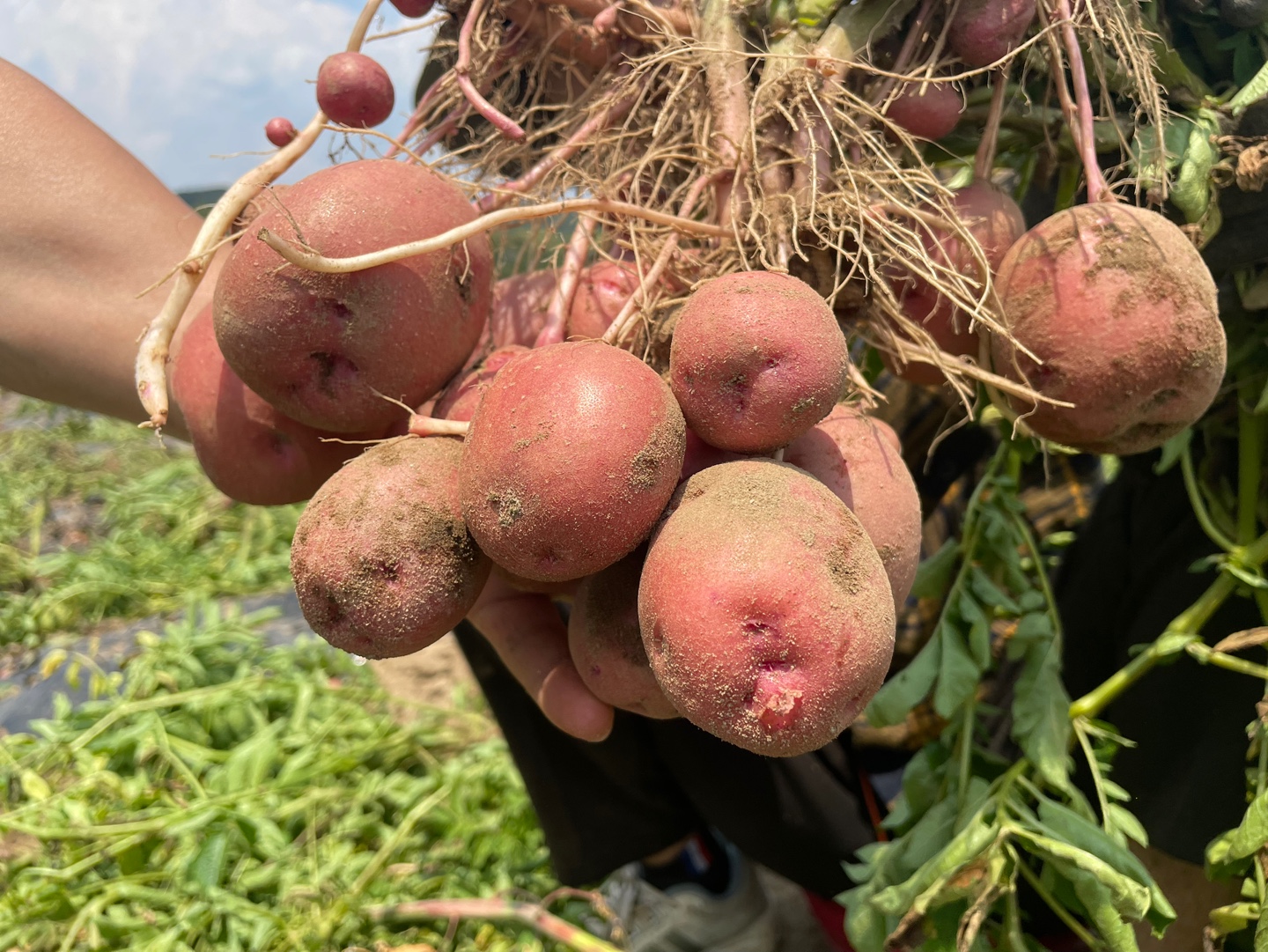100% 당일수확 햇 홍감자 포슬포슬 쩌먹는 카스테라감자 10kg (벌크) 산지직송 - 상품 이미지