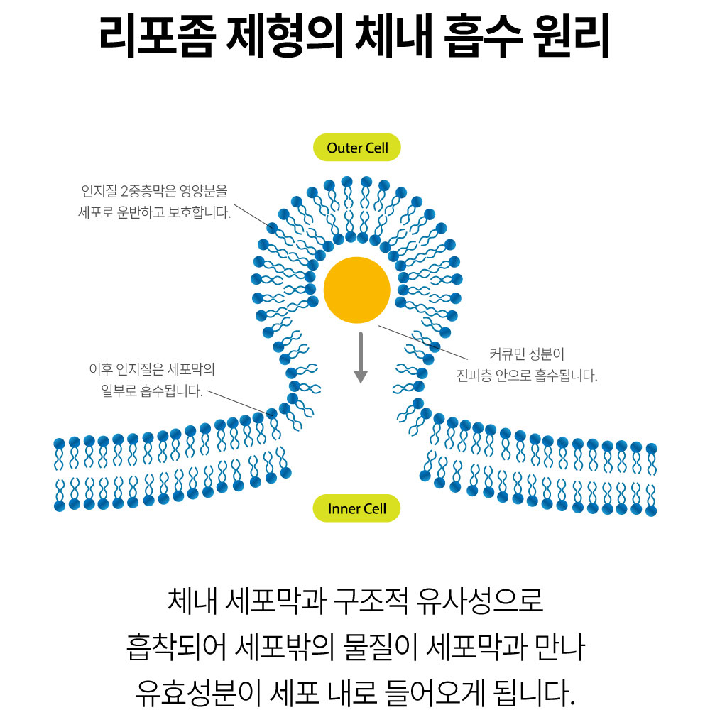 [의사약사공동 PICK] 고함량 서해 비타민C3000 리포좀 강황 커큐민 퀘르세틴 3중분말 - 상세 이미지 5