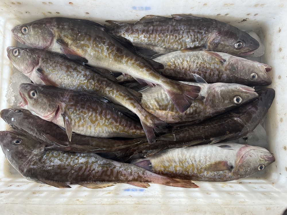 생대구 산지직송 통대구 2kg 내외 (4마리 내외) - 상품 이미지