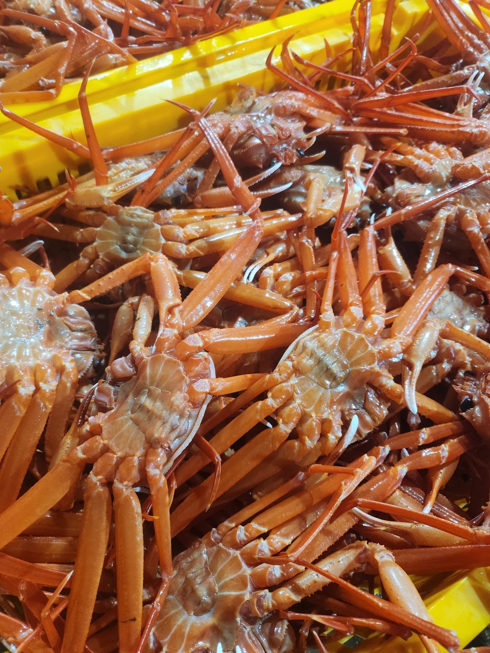 [속초산지직송] 예원수산 생물 자숙 제철홍게 3kg 박달형 라면용 홍게다리살