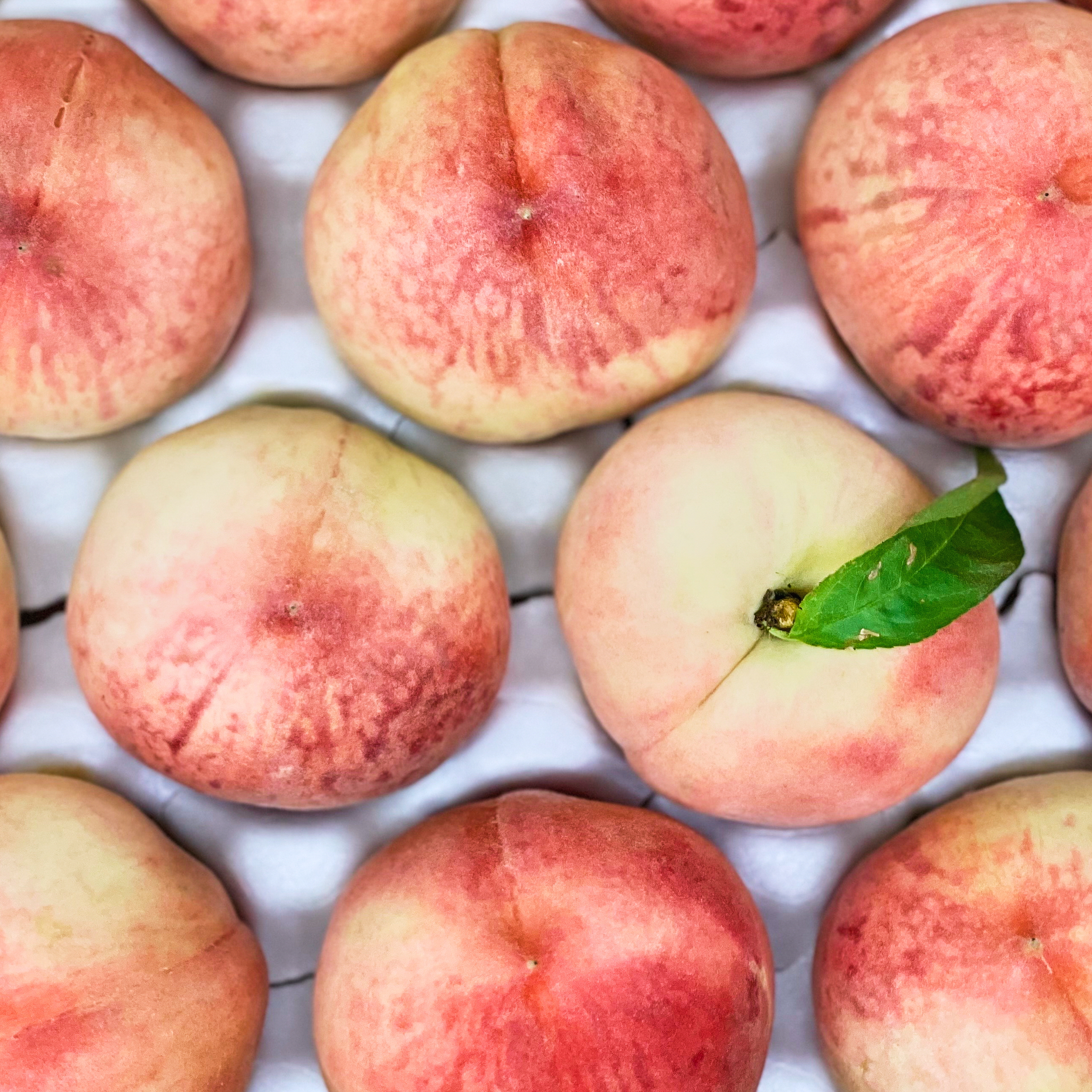 털 복숭아 백도 황도 천도 물복 딱복 말랑이 딱딱이 4kg