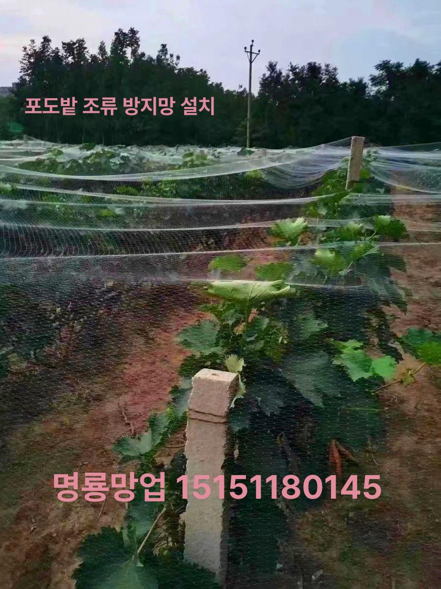 블루베리 방조망 과일 체리 장벽 조류 그물 새그물망 2.5cm-3mx5m - 상세 이미지 2