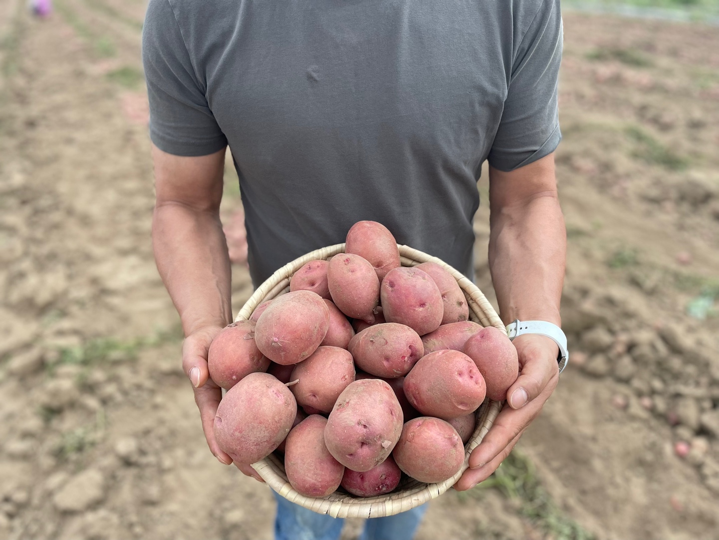100% 당일수확 햇 홍감자 포슬포슬 쩌먹는 카스테라감자 10kg (벌크) 산지직송 - 상세 이미지 5
