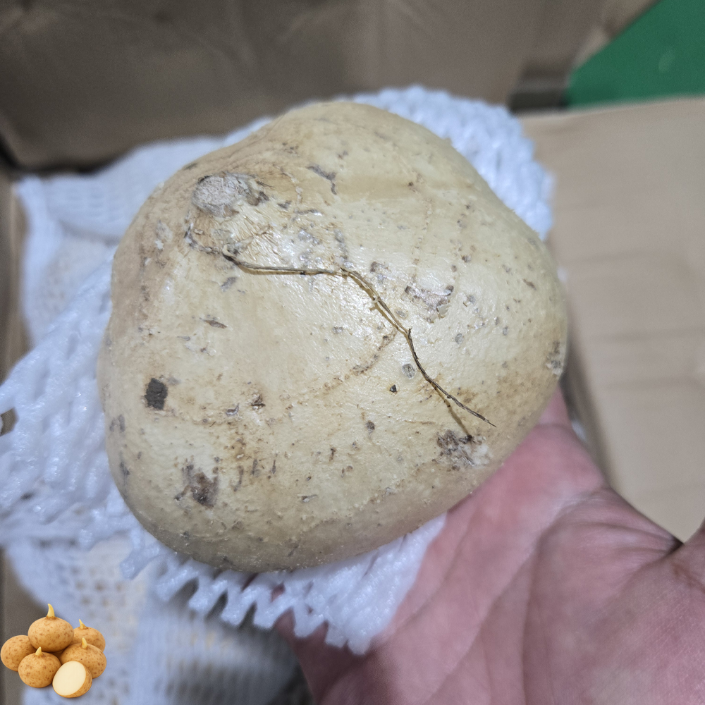 베트남 히카마 1kg 혈당부담 식이섬유 샐러드 저칼로리 간식 이미지 6