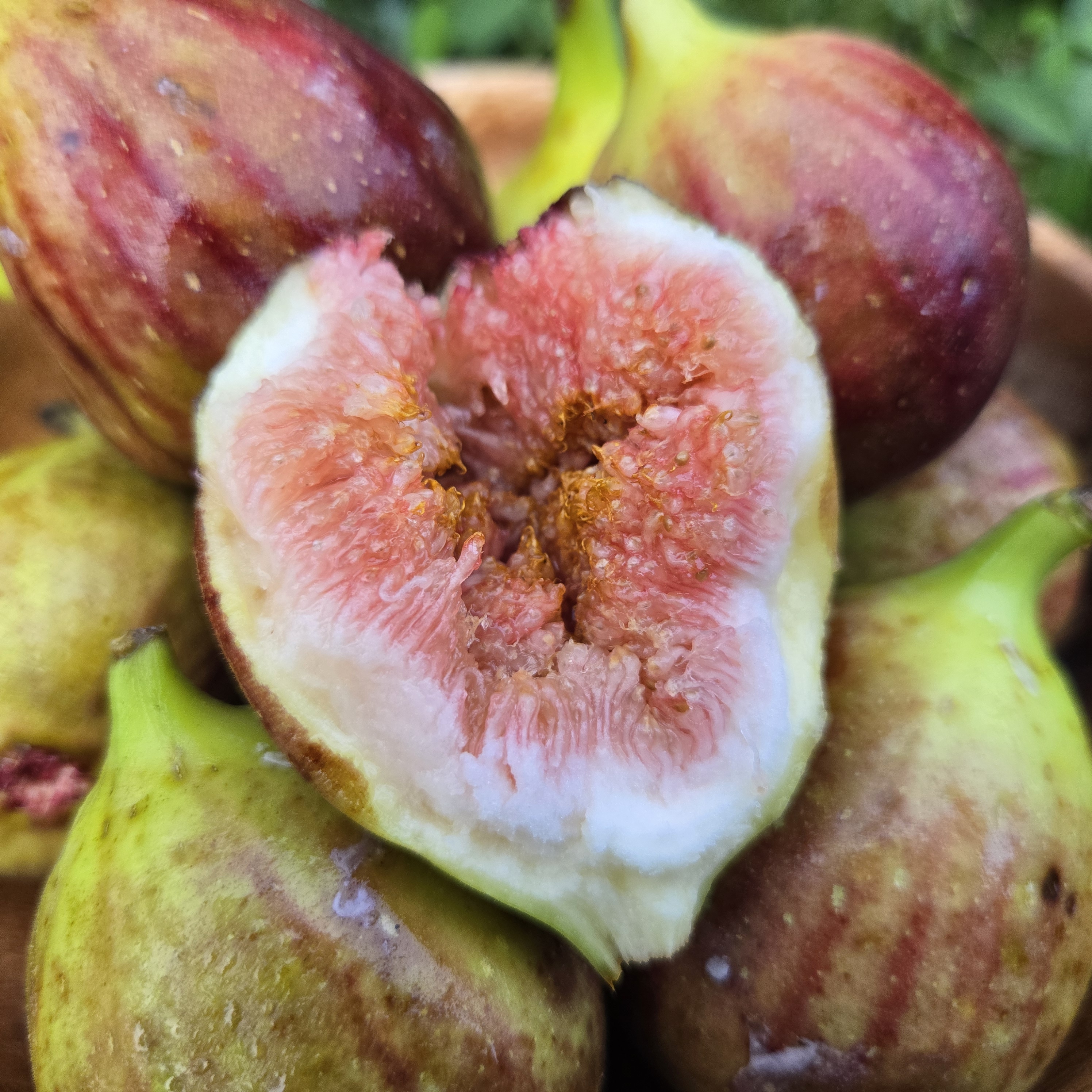 홍무화과 무화과제철 영암무화과 청무화과