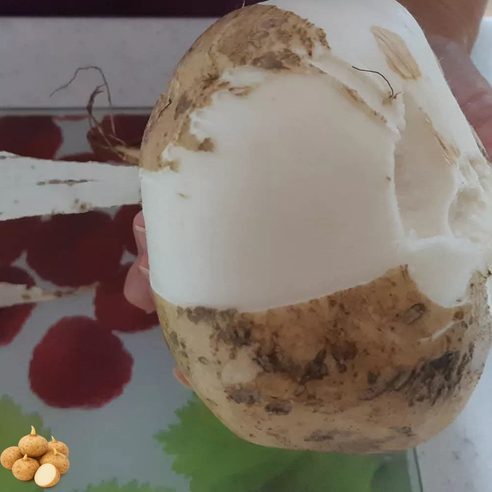 베트남 히카마 1kg 혈당부담 식이섬유 샐러드 저칼로리 간식 이미지 7
