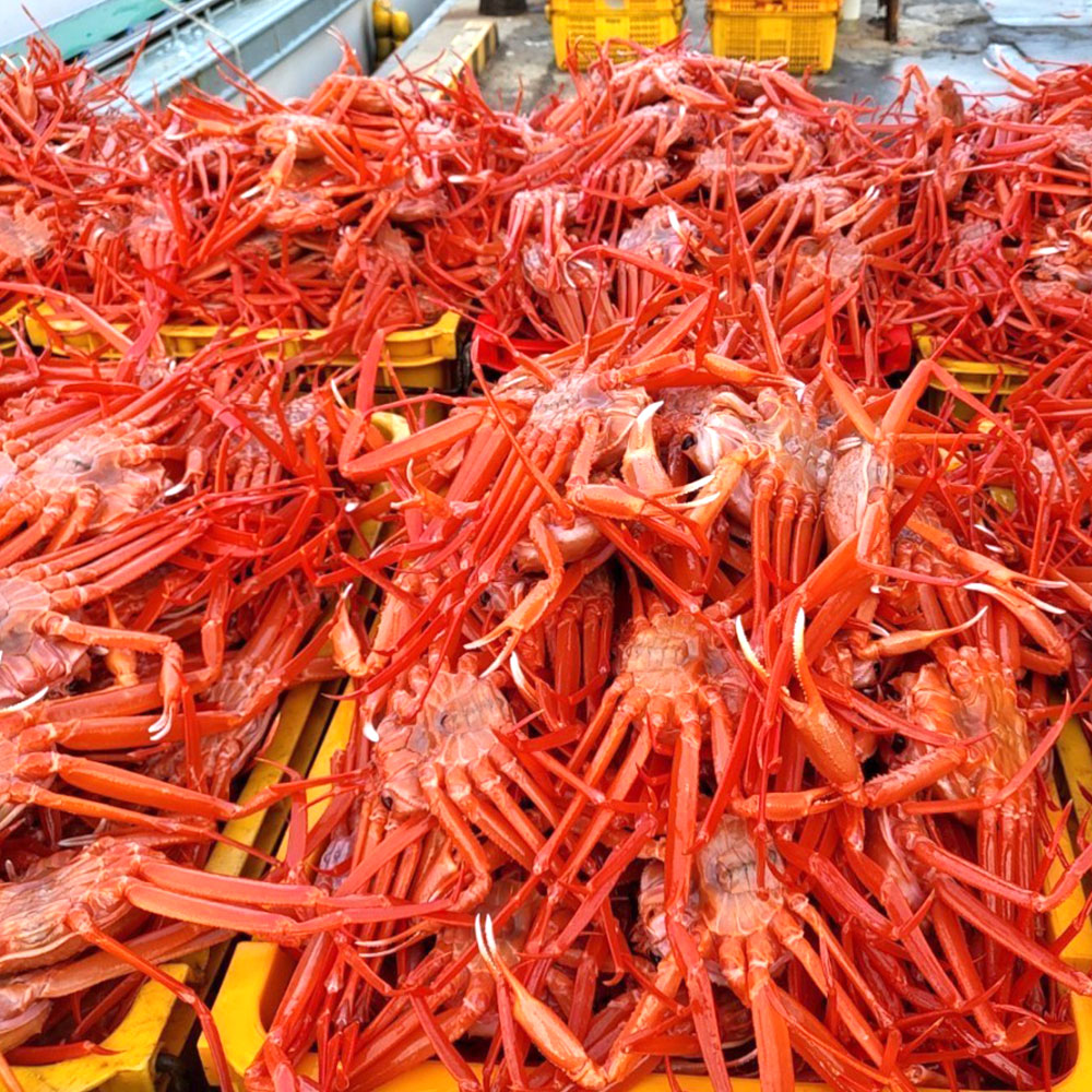 산지직송 포항 구룡포 제철 연지 홍게 대게 박달 자숙 2kg 3kg 5kg - 상세 이미지 3