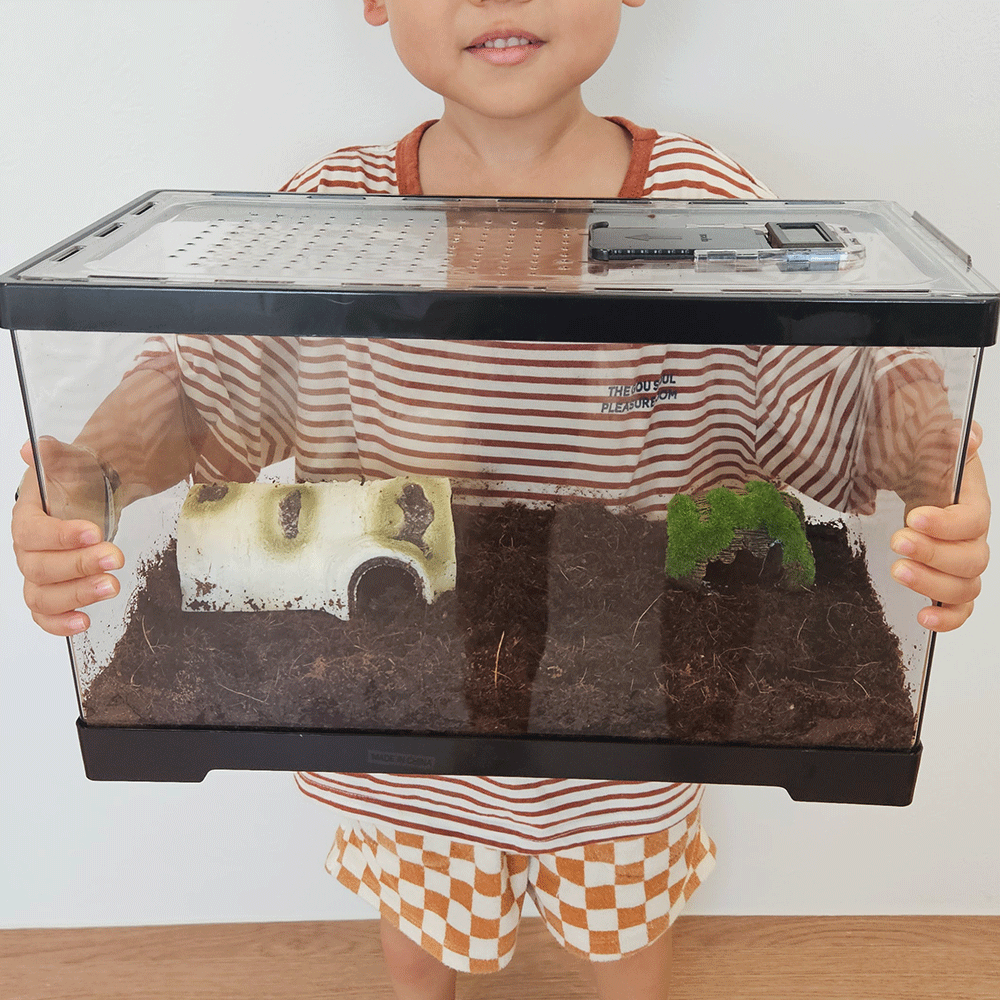 금와 아프리카왕달팽이 키우기 도둑게 애완 달팽이 집 사육장 소라게 키우기 스마일게 대형 이미지 2