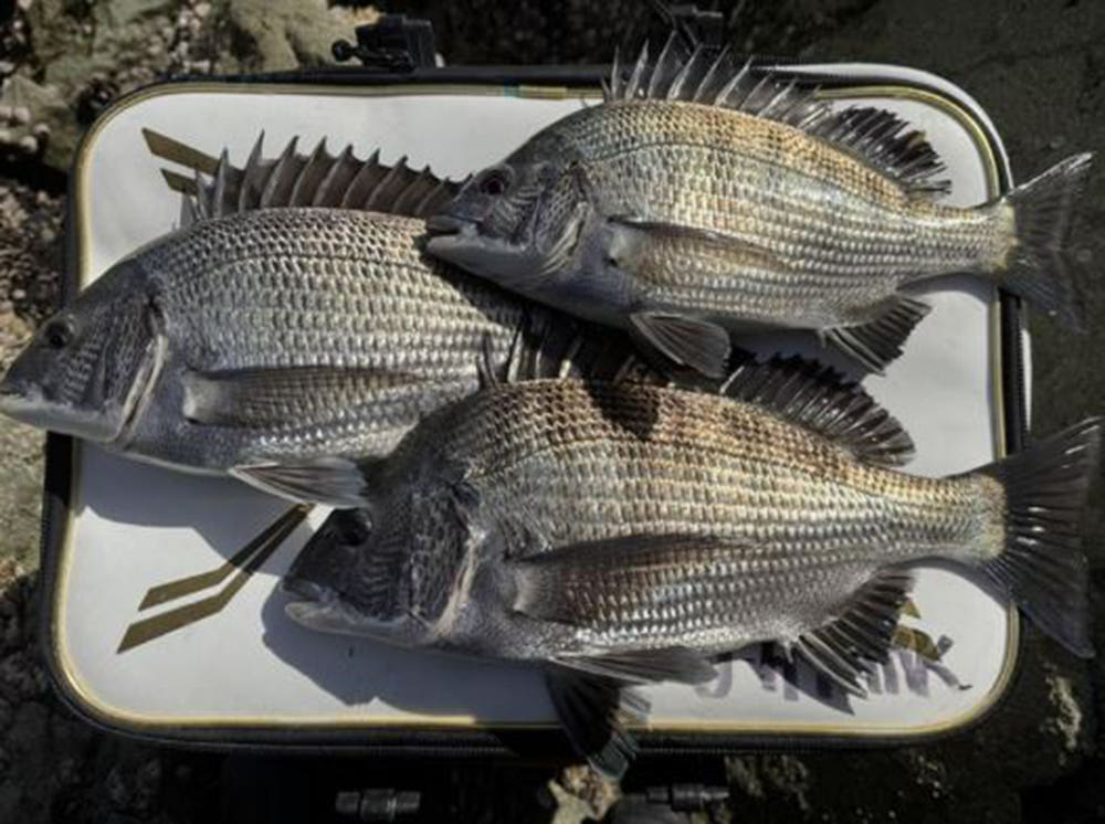 다이와 25 이소시오 X