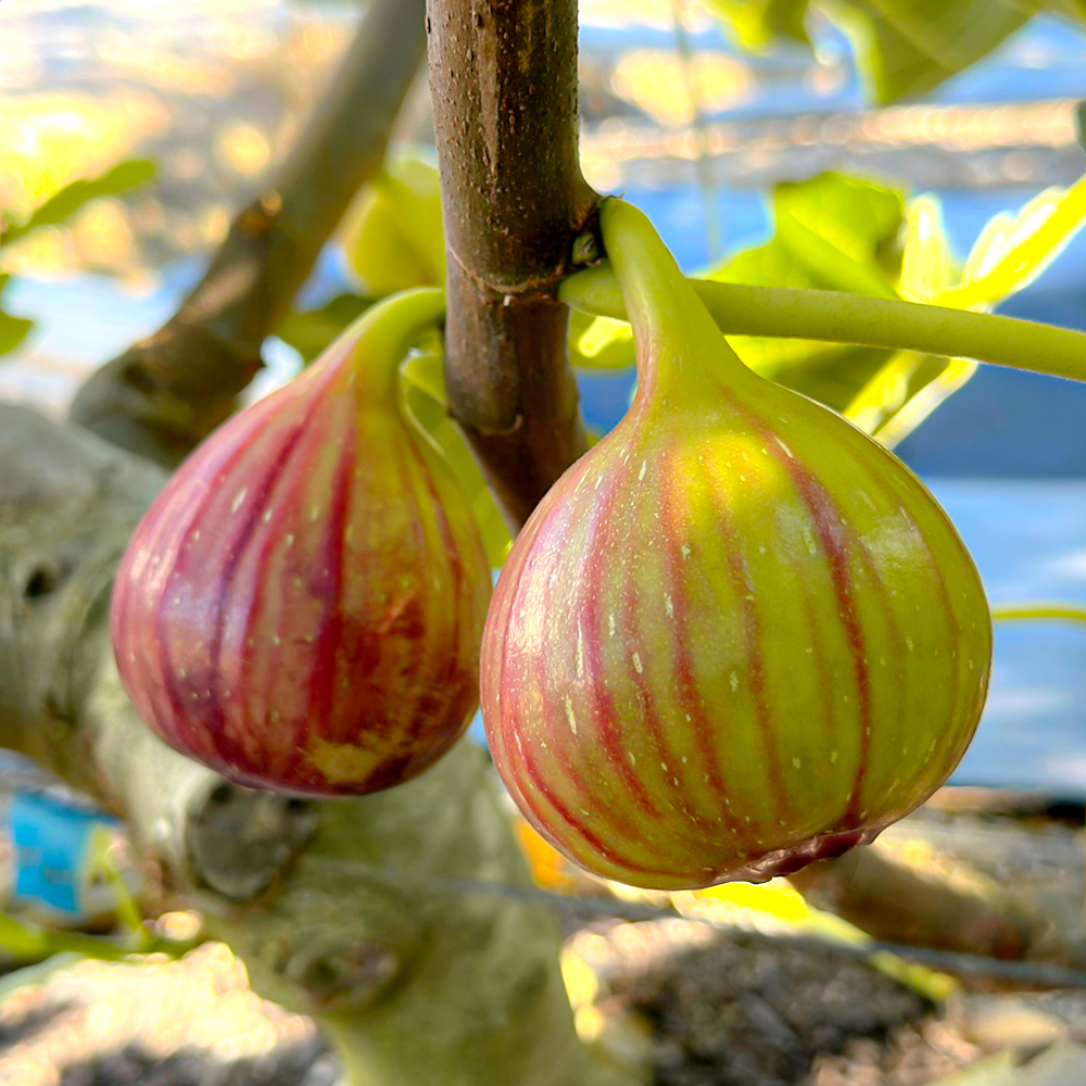 당일수확 영암 홍무화과 청무화과 1kg
