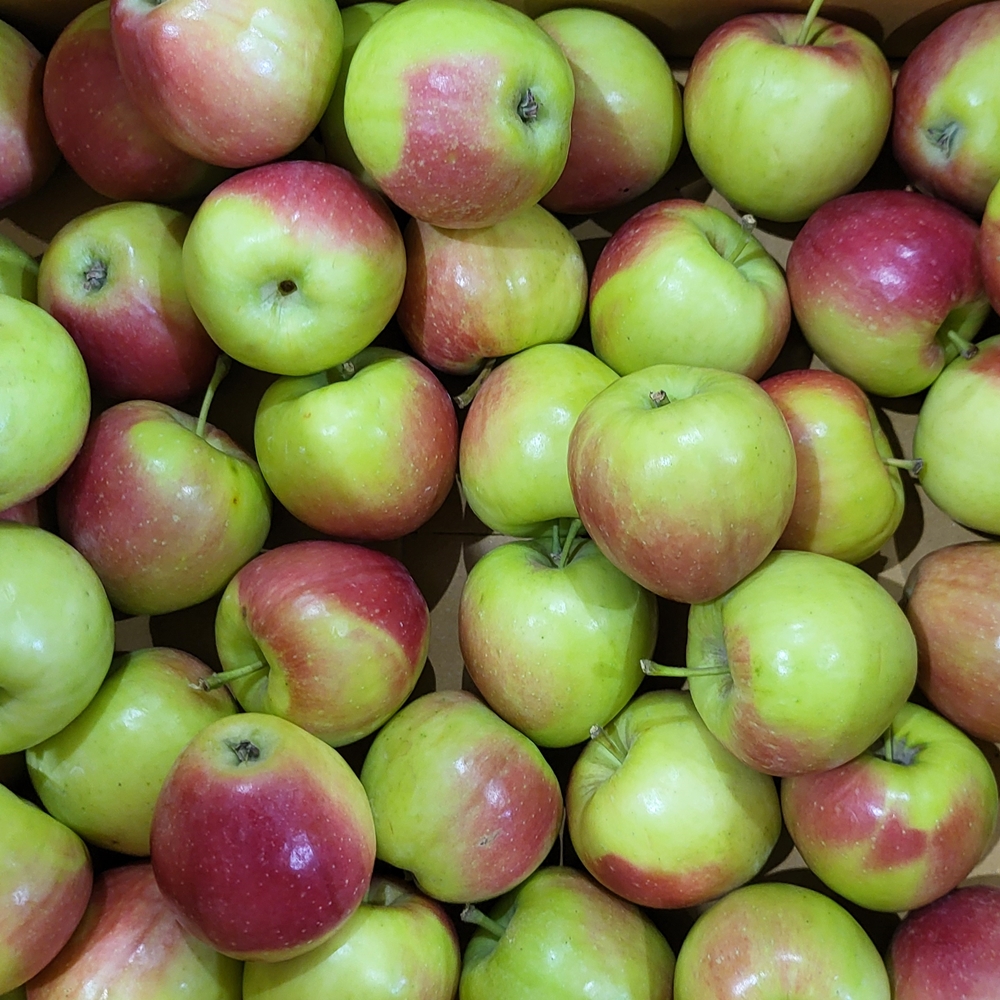 힘찬열매 미니사과 루비에스 천홍 꼬마 한입 사과 1kg 2kg - 상세 이미지 5