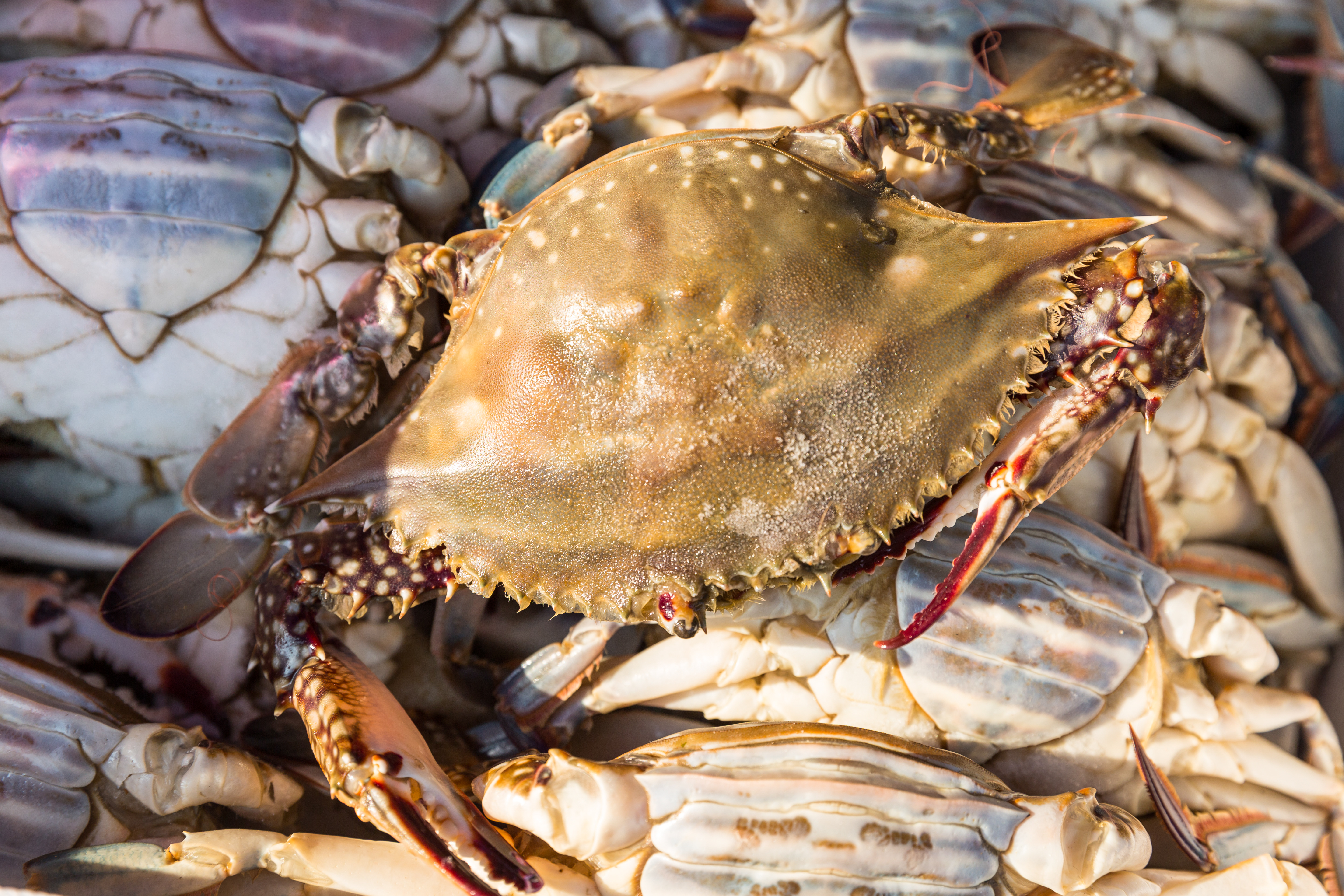 수라한상 제철 꽃게 신진도 연평도 활 숫 가을 1kg