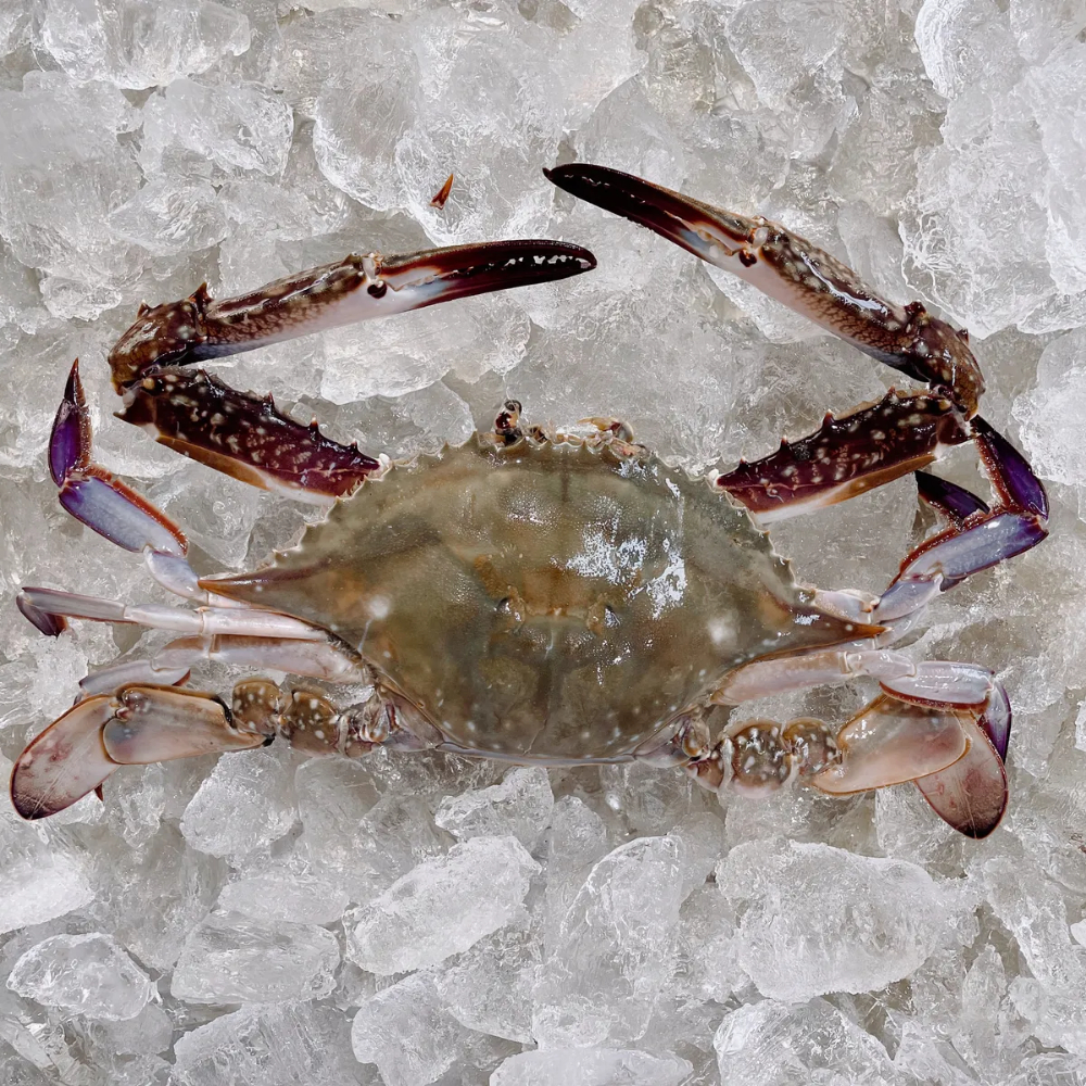25년 첫조업 제철 가을 활 숫꽃게 활꽃게 1kg (3-5미) - 상세 이미지 3