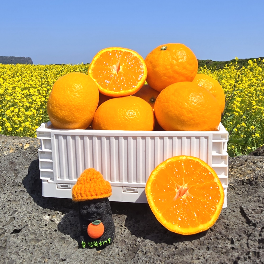 제주 감귤 타이벡 타이백 노지 하우스 밀감 제철과일 제품 이미지