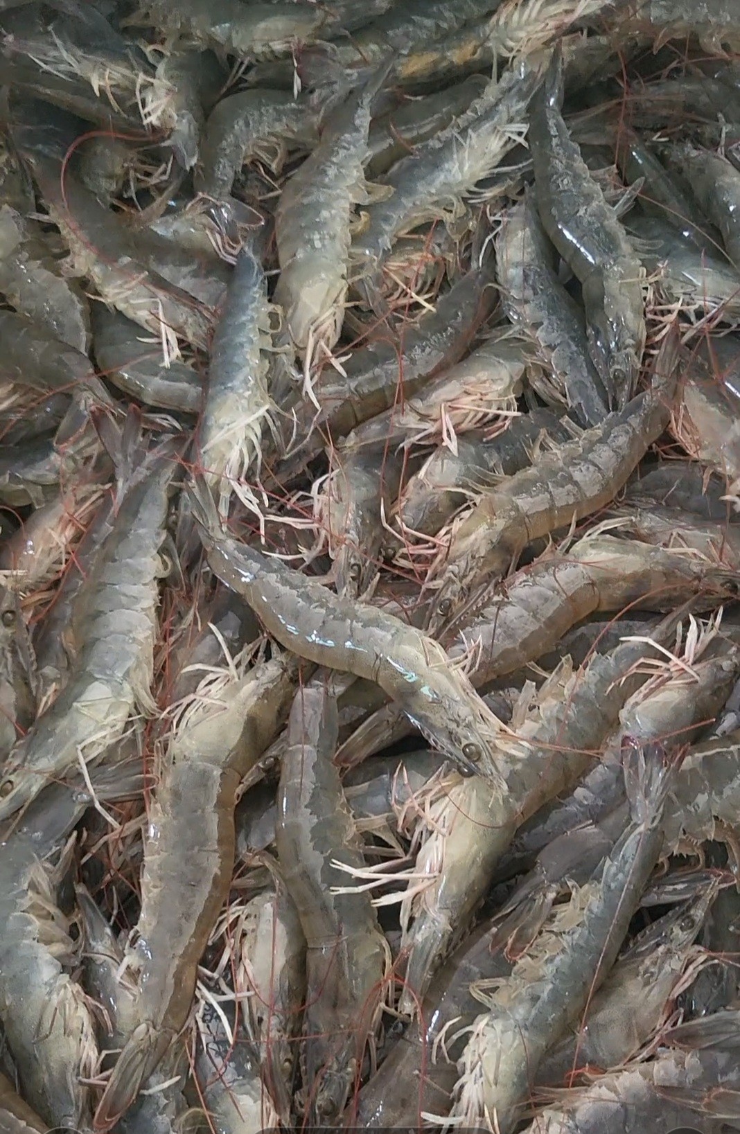 국산 해남 제철 신안 흰다리 철 생 왕새우 회 1KG 32미내외 - 상세 이미지 2