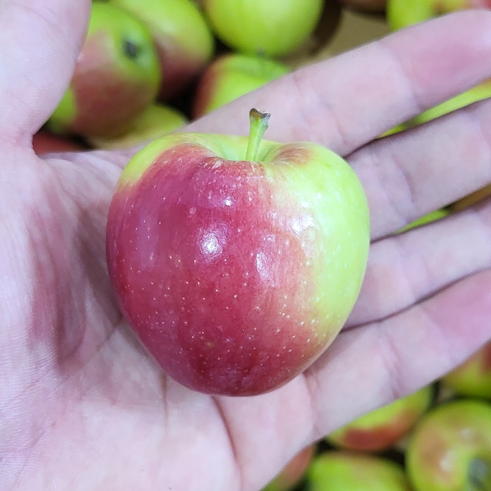 힘찬열매 미니사과 루비에스 천홍 꼬마 한입 사과 1kg 2kg - 상세 이미지 4