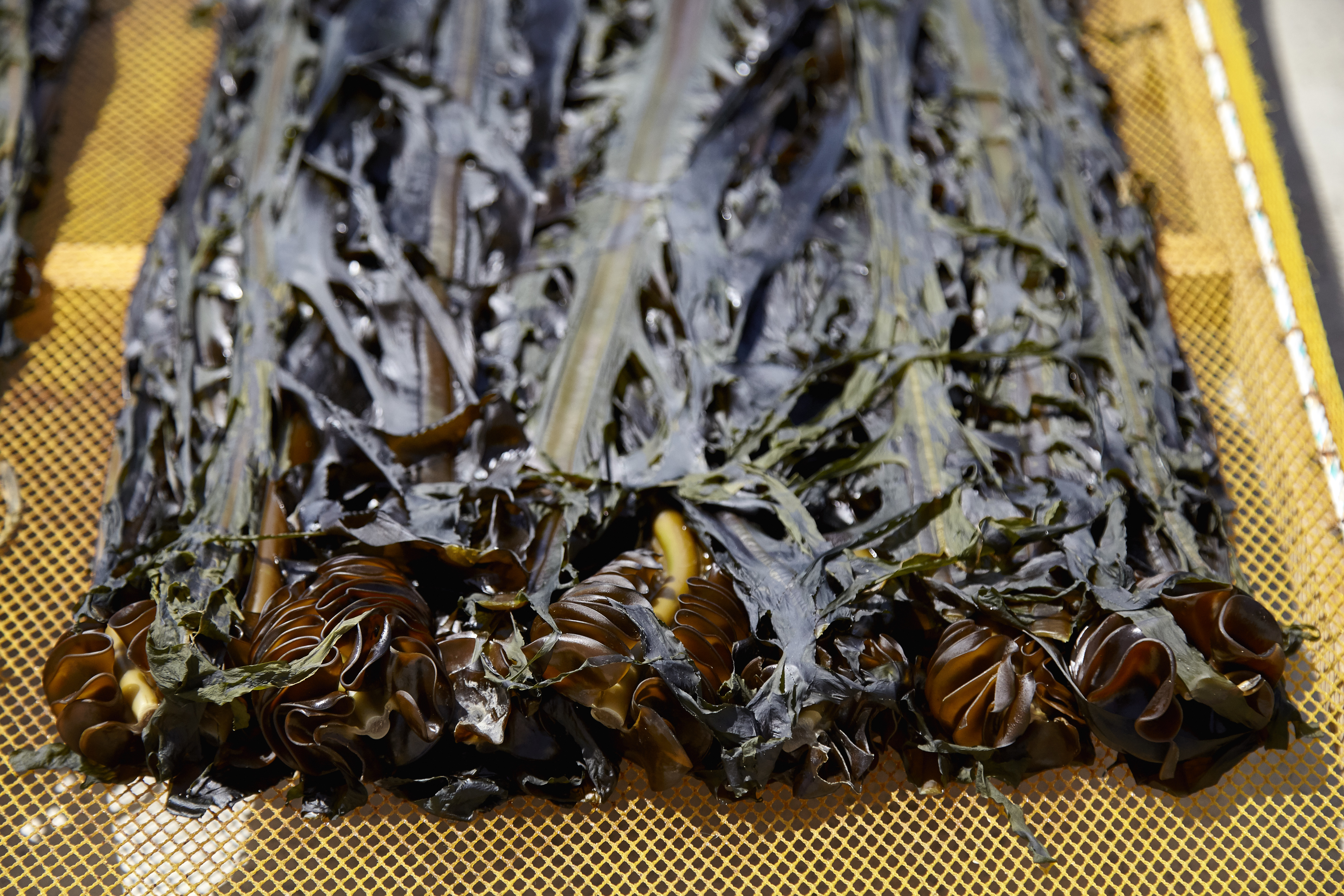 진도 자연산 산모 돌미역 건미역 600g 선물세트 - 상세 이미지 4