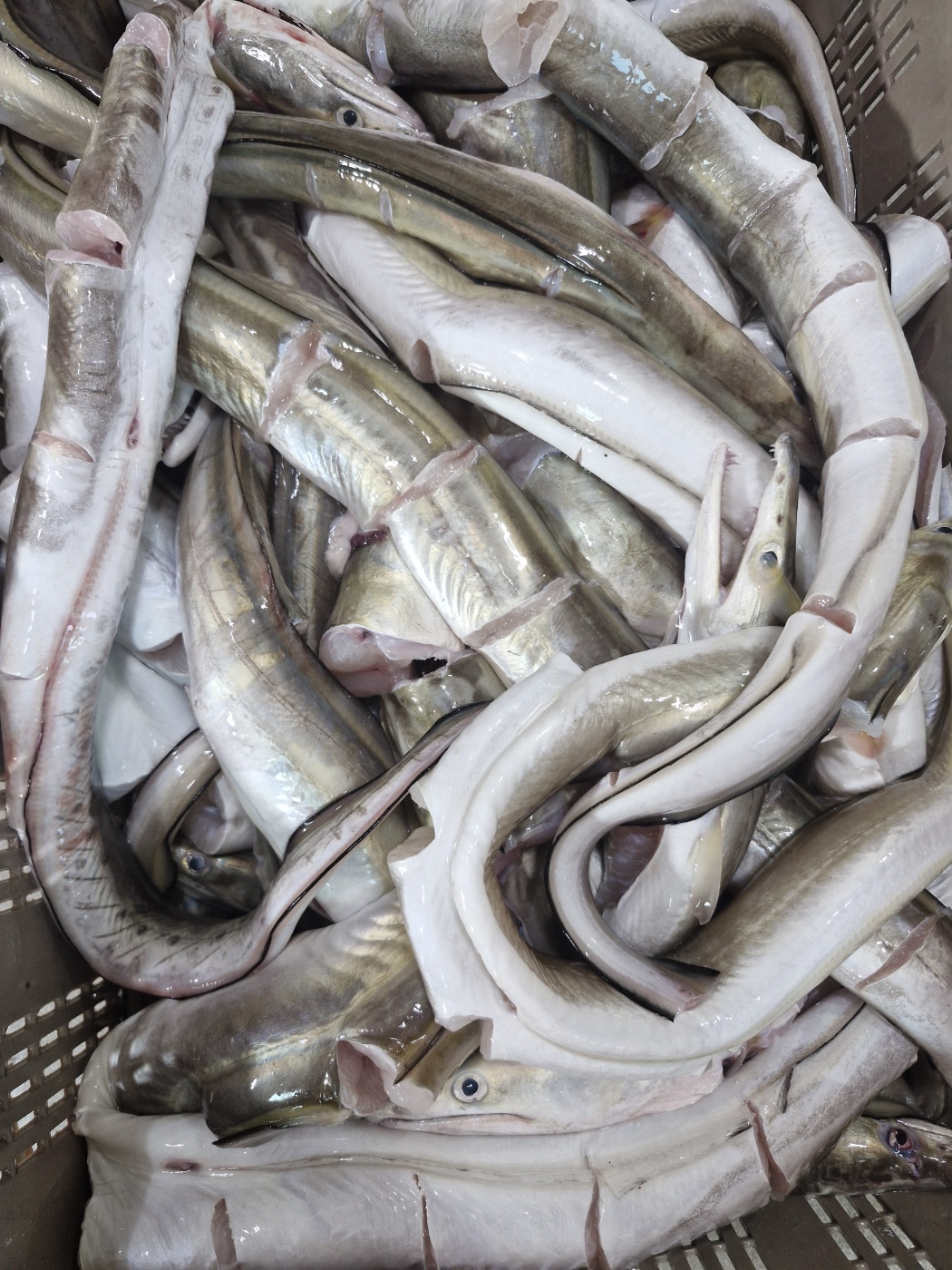 자연가득 갯장어 탕용 1kg 손질후 800g (3-5미) 머리포함 중간중간 토막 - 상세 이미지 2