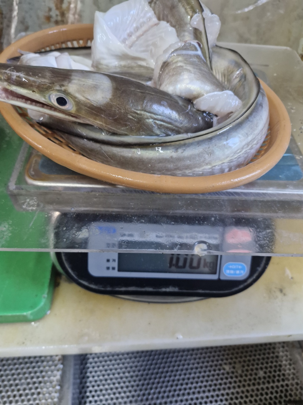 자연가득 갯장어 탕용 1kg 손질후 800g (3-5미) 머리포함 중간중간 토막 - 상세 이미지 4