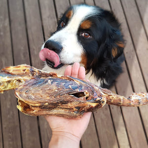 애견 통오리뼈 대형견간식 수제 강아지뼈간식 오리목뼈 솔직 후기 | 실제 사용자 리뷰 총정리 - 상품 이미지 1