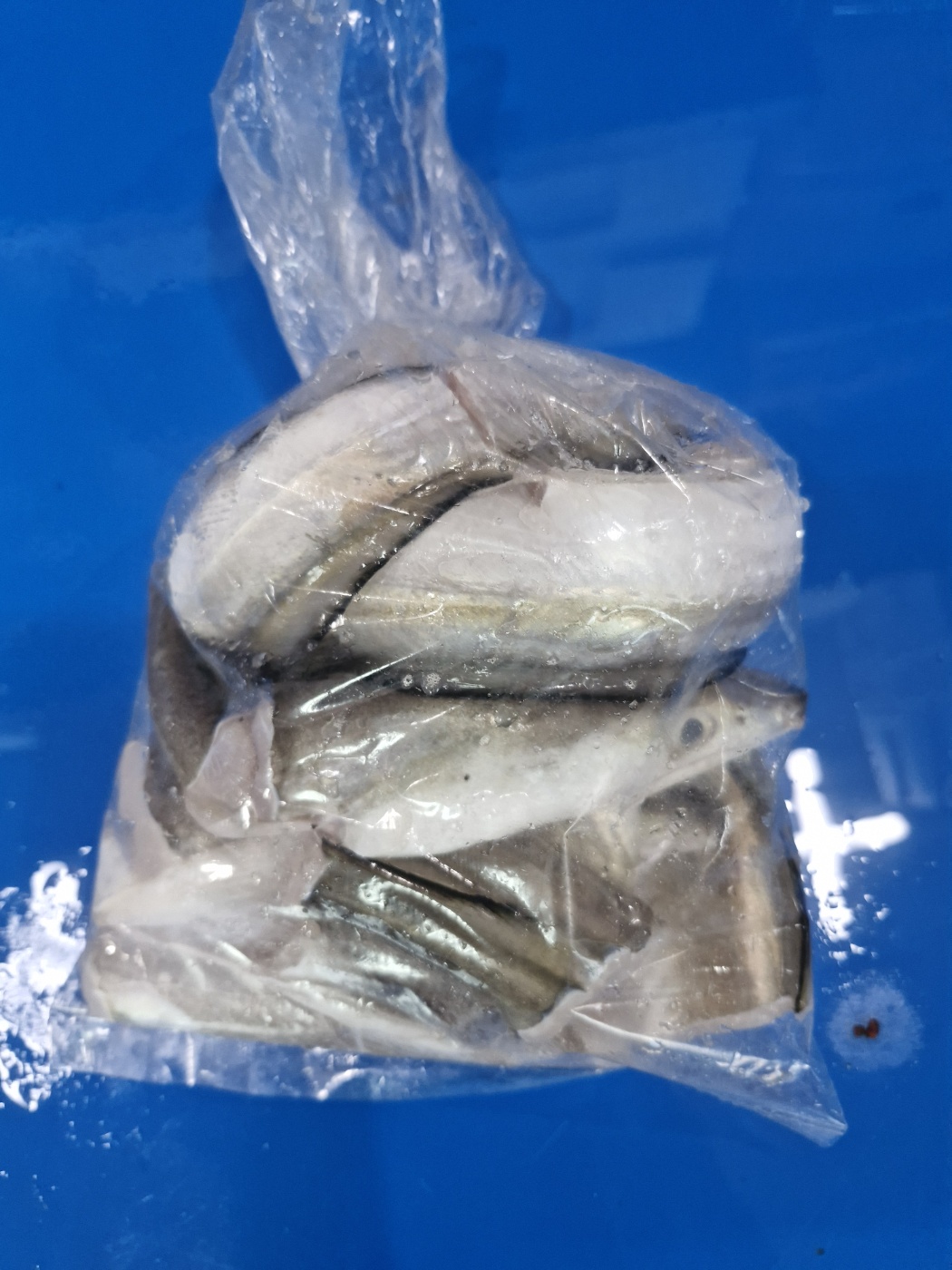 자연가득 갯장어 탕용 1kg 손질후 800g (3-5미) 머리포함 중간중간 토막 - 상세 이미지 5