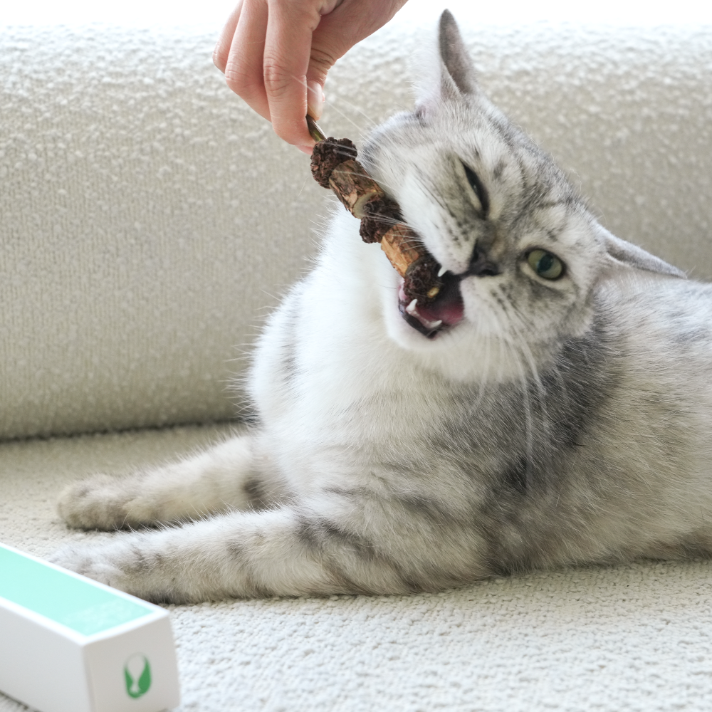 캣디피 마따따비꼬치 CATDP 고양이 장남감 혼자 장난감 캣닢 아기고양이 이갈이 시기 입질 - 상세 이미지 4