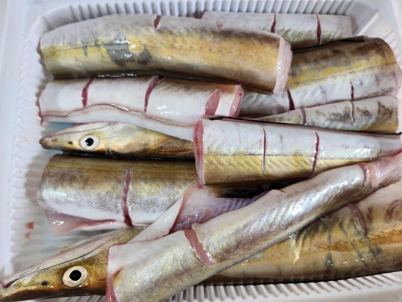 자연가득 갯장어 탕용 1kg 손질후 800g (3-5미) 머리포함 중간중간 토막 - 상품 이미지