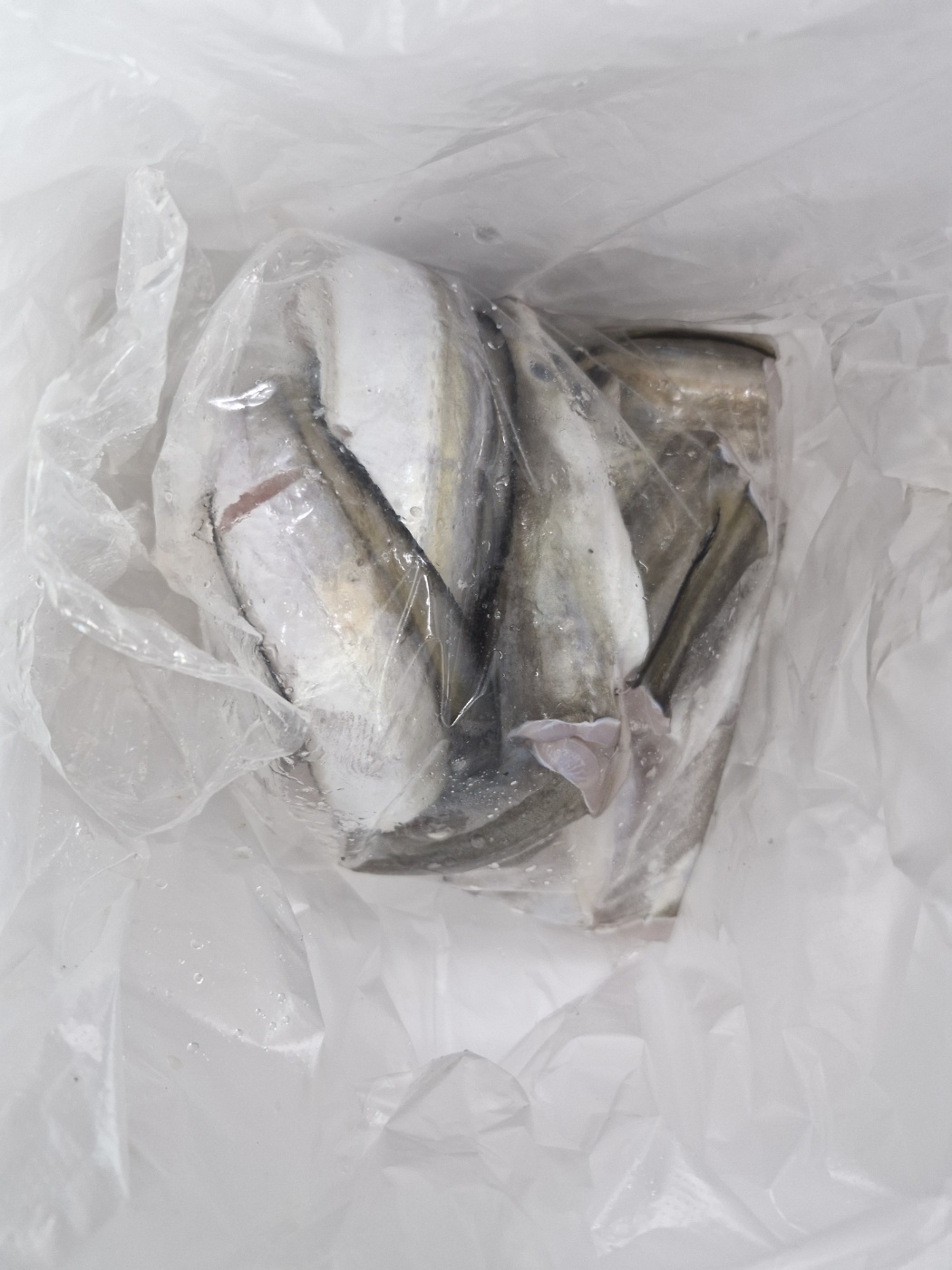 자연가득 갯장어 탕용 1kg 손질후 800g (3-5미) 머리포함 중간중간 토막 이미지 6