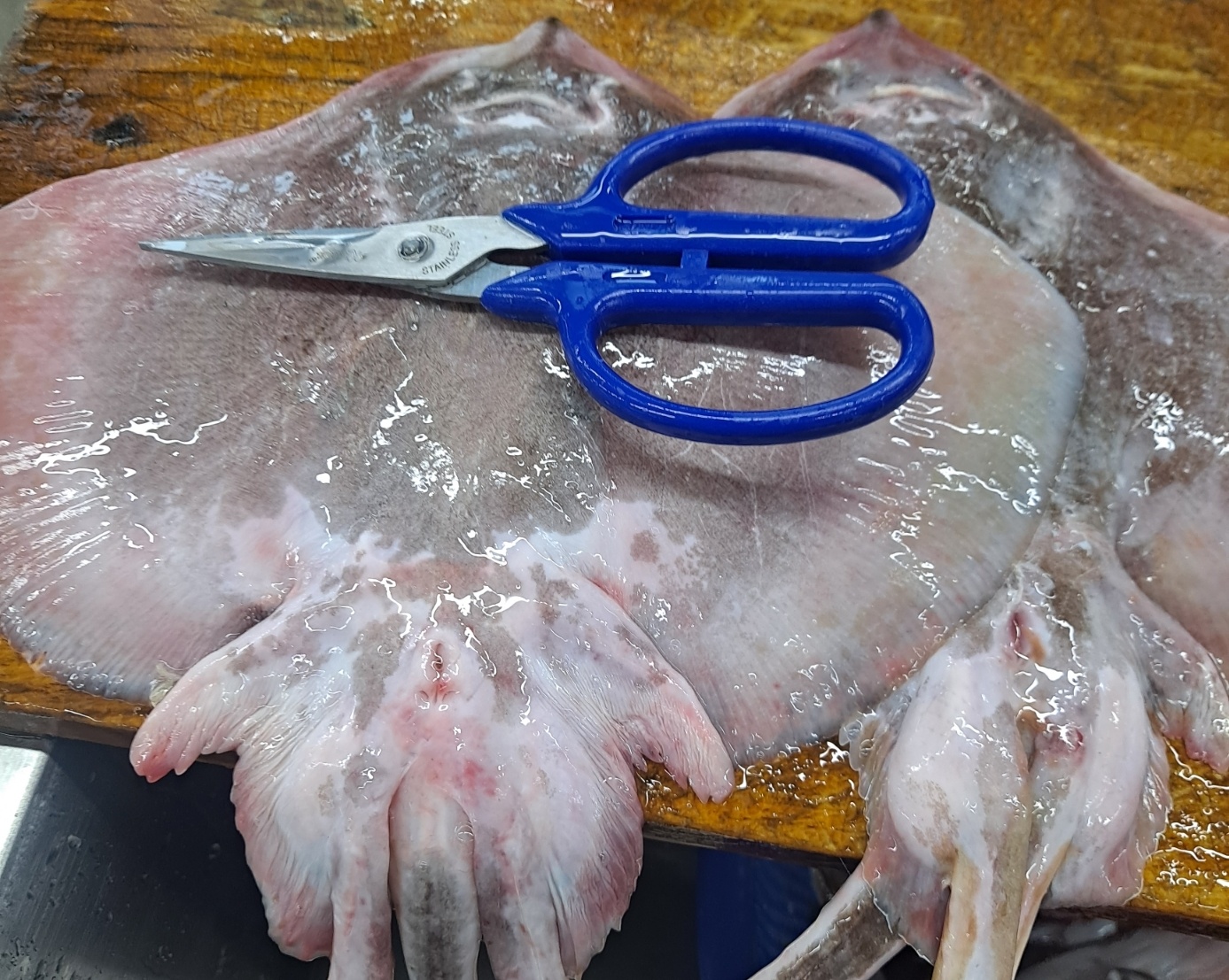 자연가득 간재미 날개살 필렛 500g - 상세 이미지 4