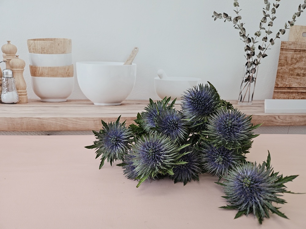 유스풀몰 에키놉스 에렌지움 반단 절굿대 생화 택배 꽃 - 상세 이미지 5