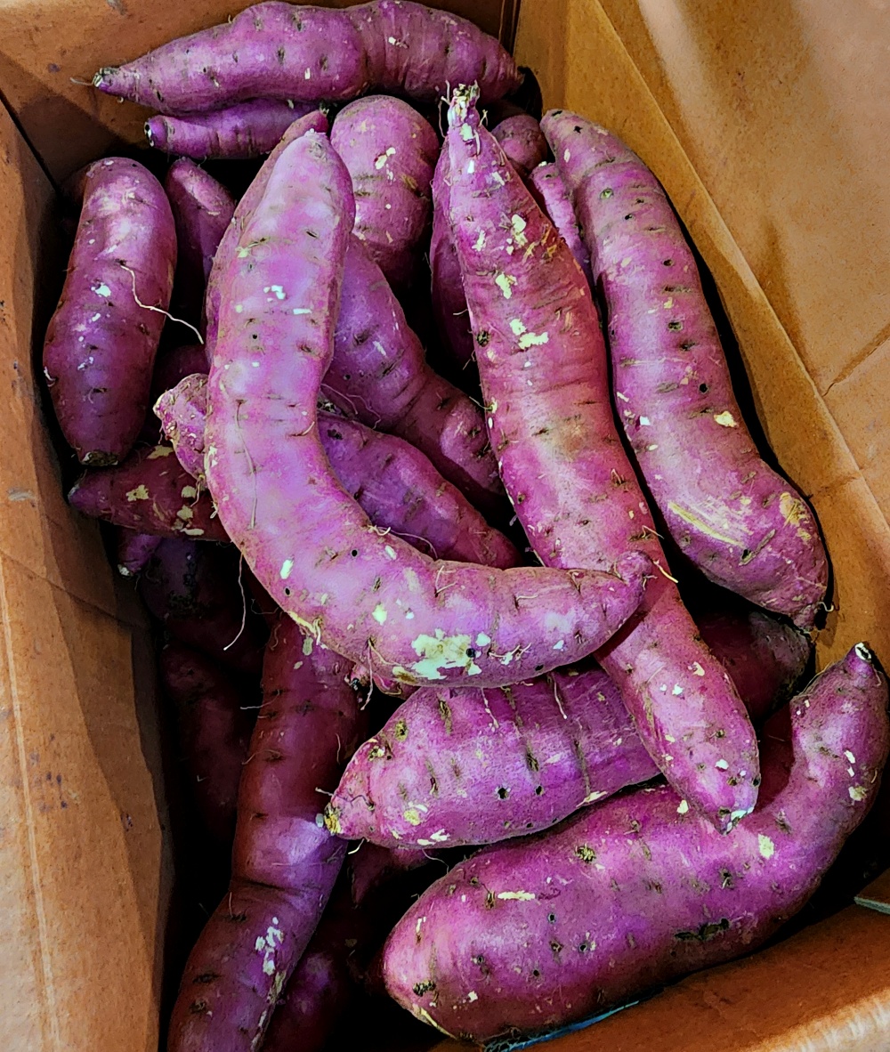 해남고구마 베니하루카 꿀고구마 5kg 10kg 20kg 한입 중 특상 대 산지직송 - 상세 이미지 2