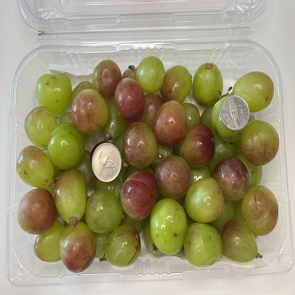 삼영농장 프리미엄 포도 바이올렛킹 800g(1팩) 17브릭스 이상 보장 - 상세 이미지 4