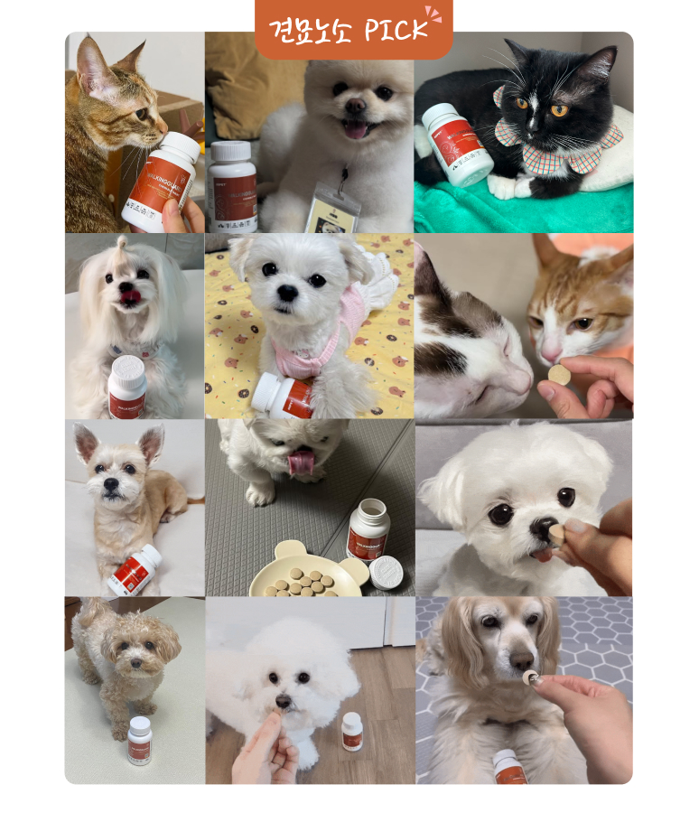 88펫 워킹가드 츄정 강아지 고양이 고관절 슬개골 탈구 수술 진통 소염 60정, 1개 이미지 3