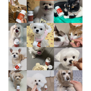 88펫 워킹가드 츄정 강아지 고양이 고관절 슬개골 탈구 수술 진통 소염 ... 솔직 후기 | 실제 사용자 리뷰 총정리 - 상품 이미지 3