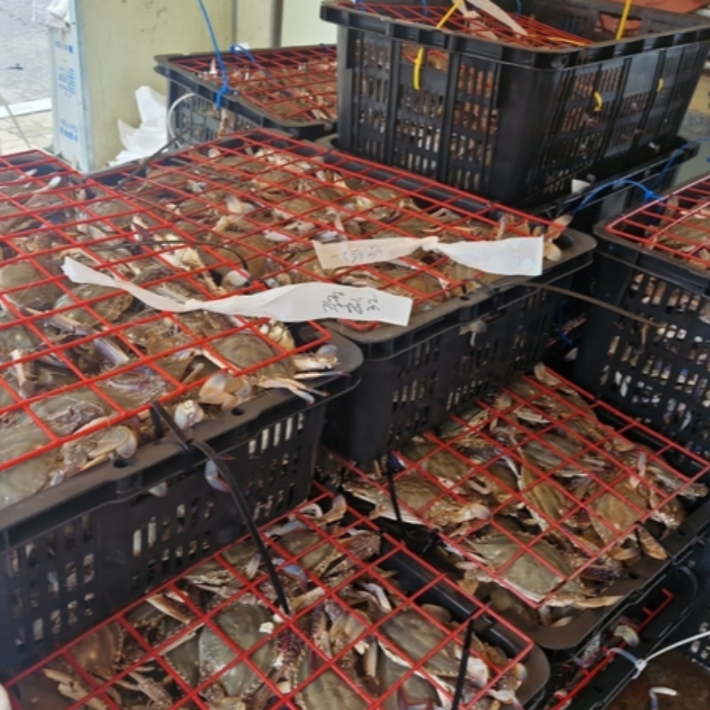 연평도 꽃게 급냉 숫꽃게 암꽃게 냉동 활꽃게 알배기 서해안 손질 절단 이미지 6