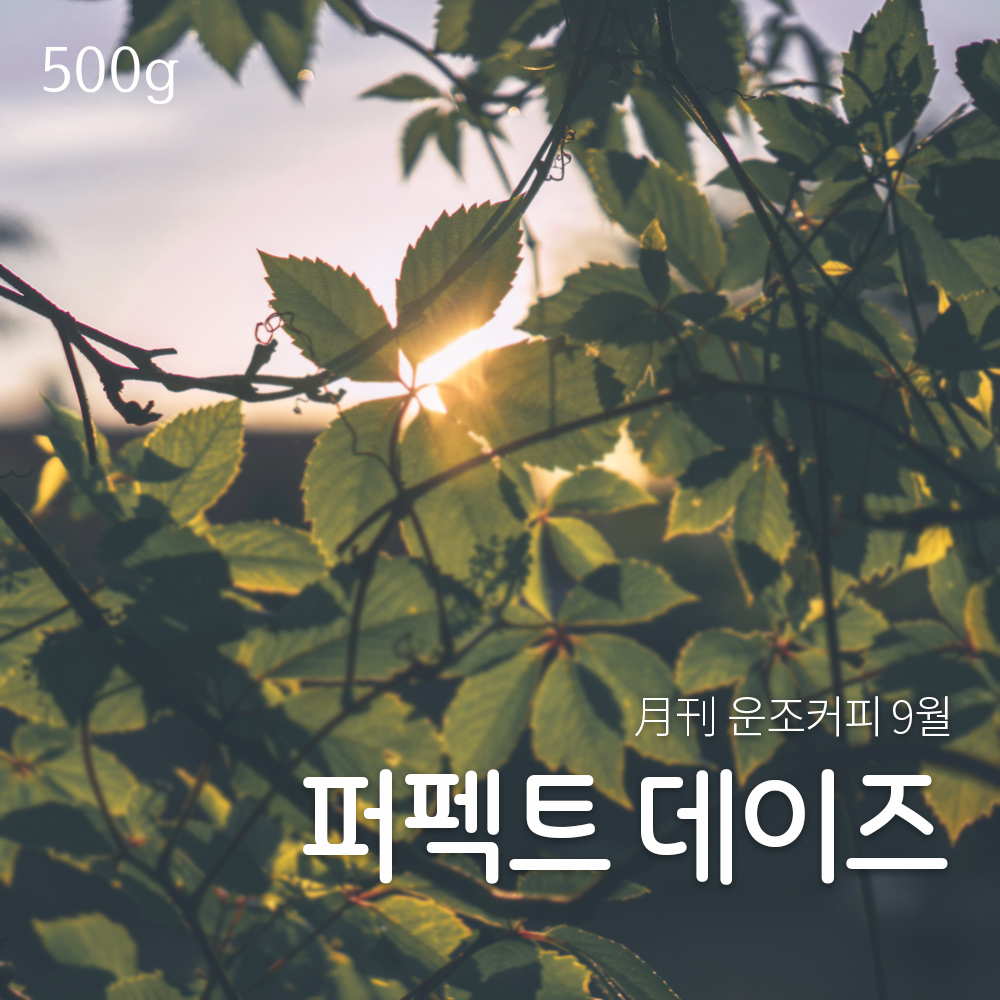 월간커피 9월 퍼펙트데이즈 500g 원두 커피 - 메인 이미지
