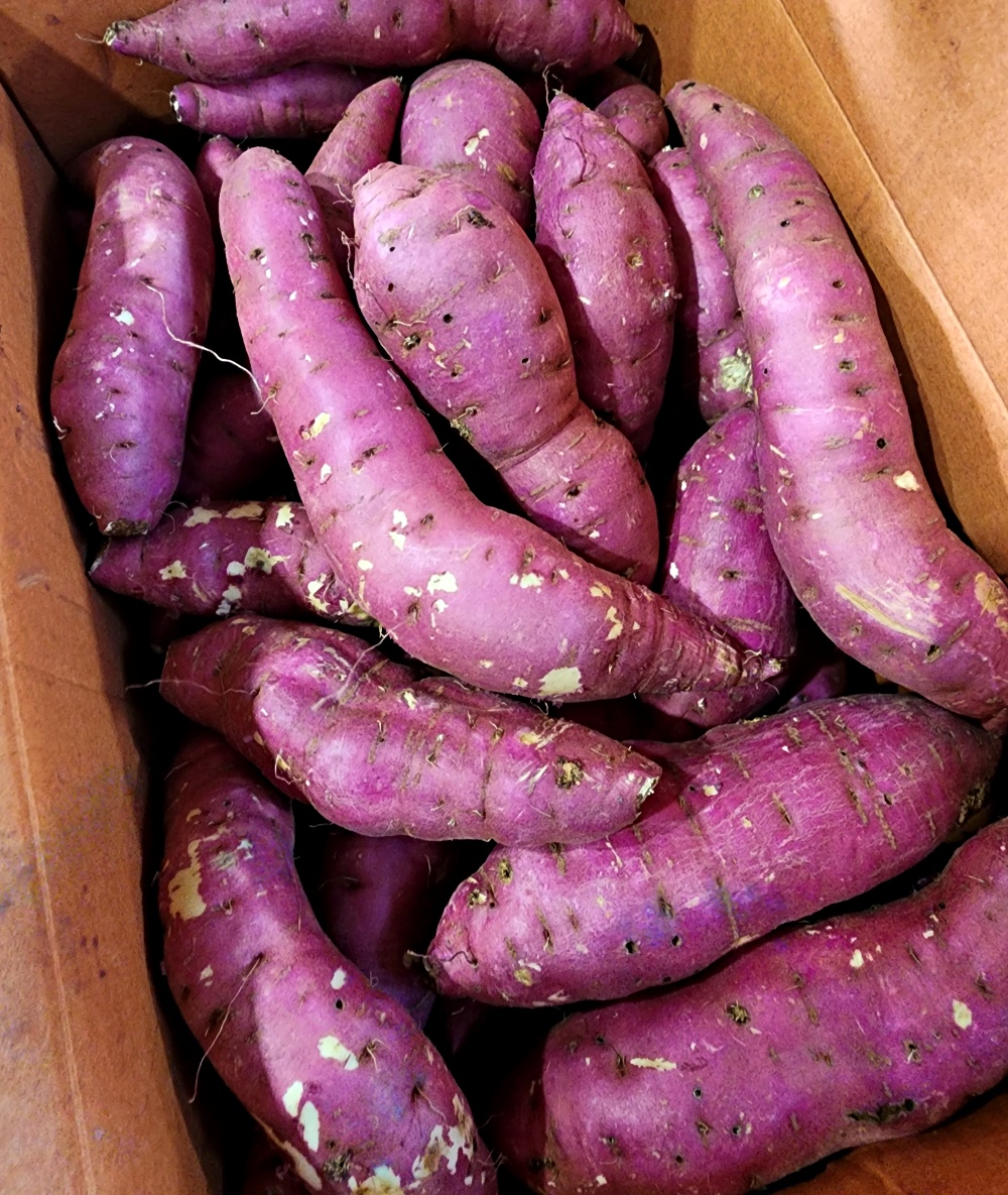 해남고구마 베니하루카 꿀고구마 5kg 10kg 20kg 한입 중 특상 대 산지직송 - 상세 이미지 4