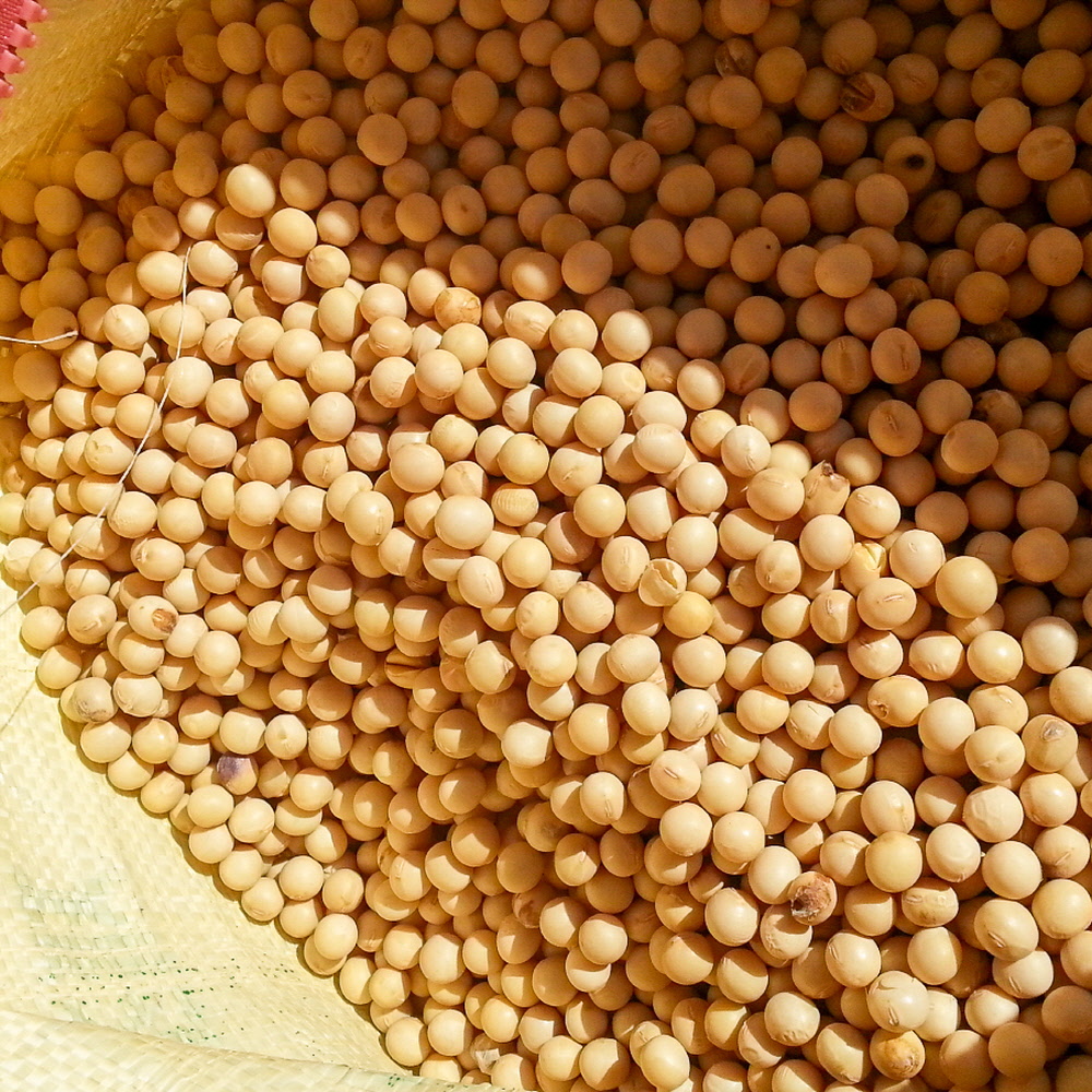 싸리재 국산콩 [ 흰콩(백태) 1kg ] 두유콩 대두 콩국수용 노란콩 이미지 7