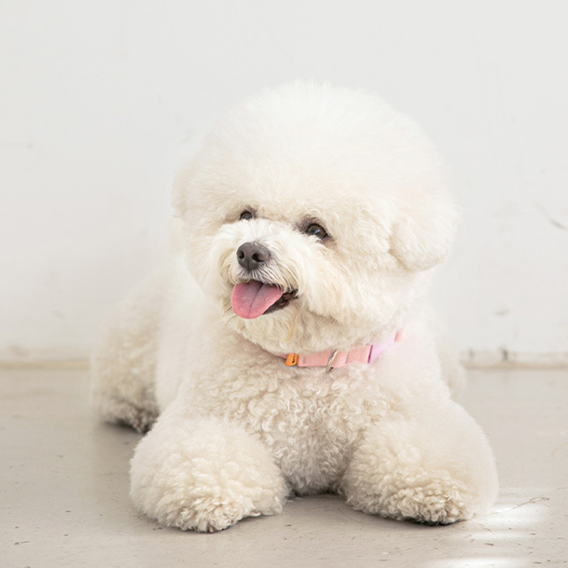 바잇미 강아지 목줄세트 애견 반려견 목줄