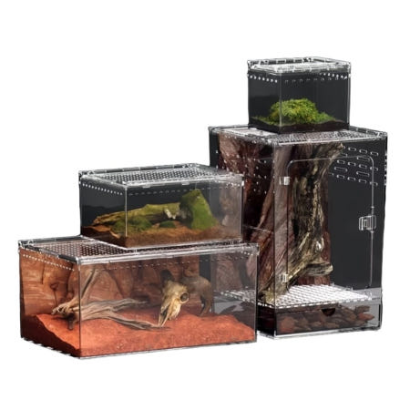 아프리카왕달팽이 달팽이키우기 백와달팽이 수궁유생